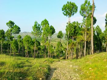 Trees on grassy field