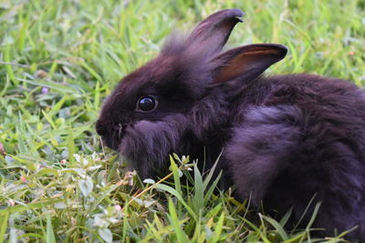 Close-up of a rabbit on field