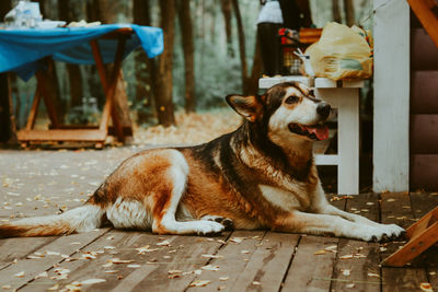 Dog lying down