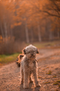 Portrait of cute dog on field during sunset 