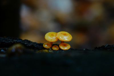 Close-up of plant