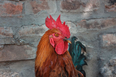 Close-up of rooster against wall