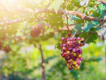 Close-up of berries growing on tree