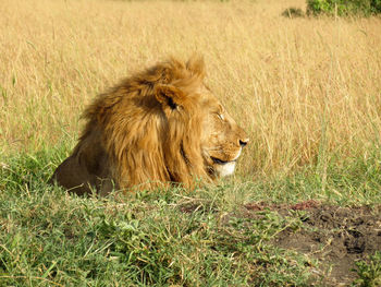 Sleepy male lion's head with eyes closed in profile.