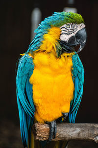 Highly detailed close-up parrot shot 