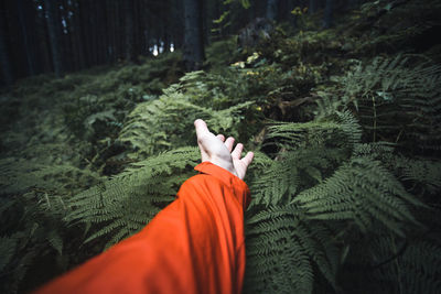 Cropped hand touching plants