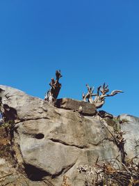 Low angle view of eagle on rock against clear blue sky