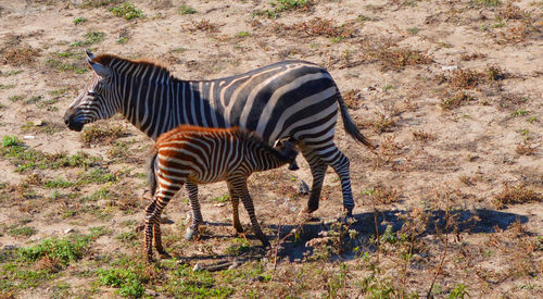 Zebra standing in grass