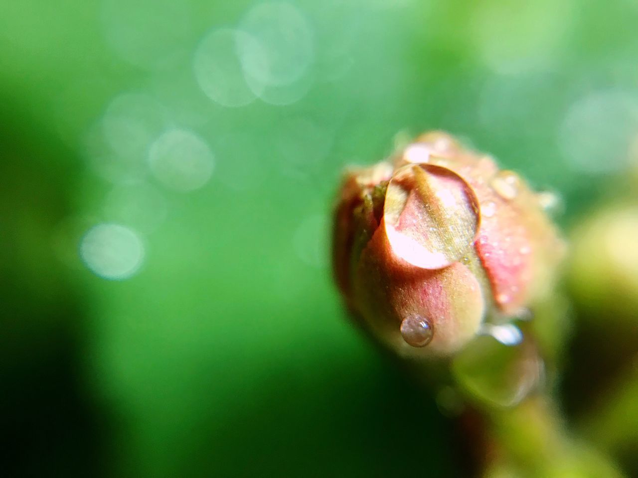 CLOSE-UP OF WET SPIDER ON LEAF