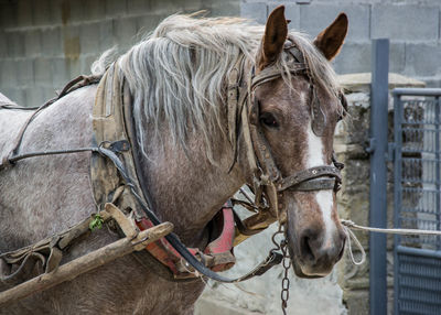 Close-up of a horse