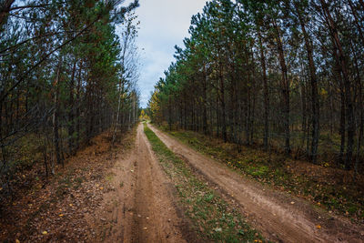 Dirt road along trees in the forest