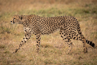 Cheetah walking on grassy field 