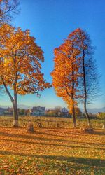 Trees on field against clear sky during autumn