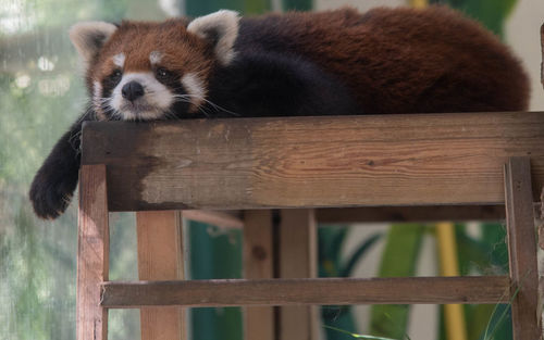 Close-up of cat sleeping in zoo