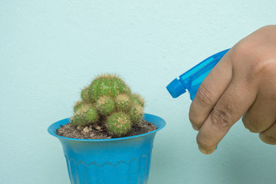 Close-up of hand holding potted plant against blue wall
