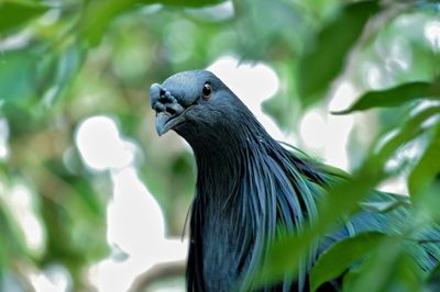 Close-up of bird perching on tree