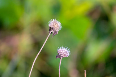 Close-up of thistle blooming outdoors