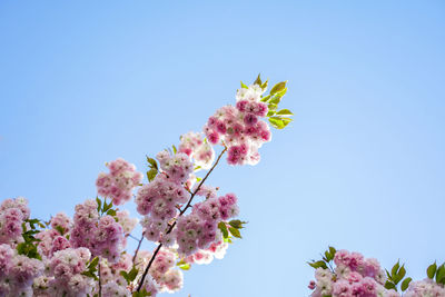 Low angle view of pink flowering plant against clear blue sky