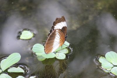 High angle view of butterfly on leaves in lake