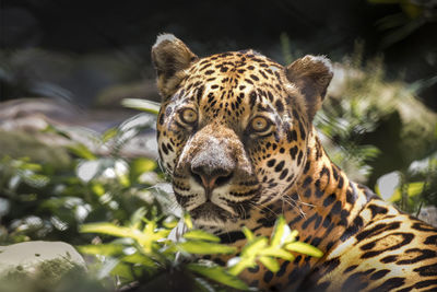 Close-up portrait of tiger