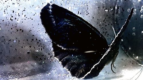 Close-up of wet fish in glass