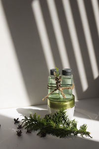Close-up of potted plant on table