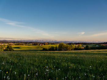 Scenic view of agricultural field against sky