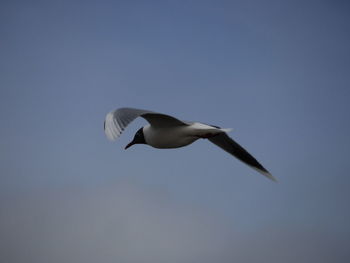 Low angle view of seagull flying in sky