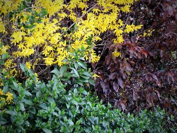 Leaves on leaves