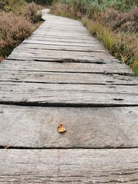 High angle view of insect on boardwalk