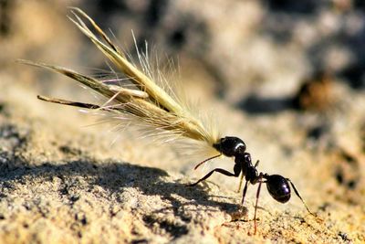 Ant carrying food