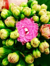 Full frame shot of flowers