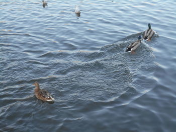 High angle view of birds swimming in lake