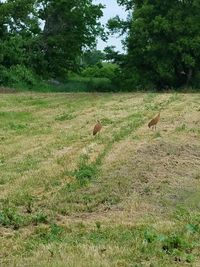 Horse grazing on grassy field