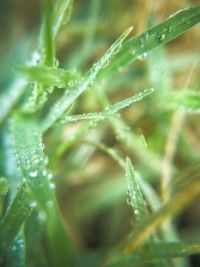 Close-up of wet plant
