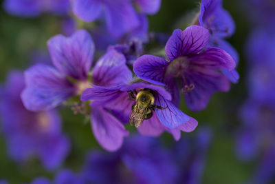 Close-up of bee pollinating on purple flower