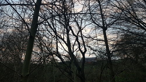 Low angle view of silhouette bare trees against sky