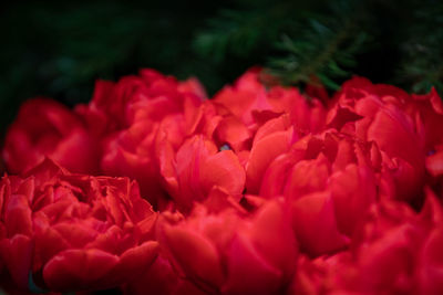 Full frame shot of pink rose flower