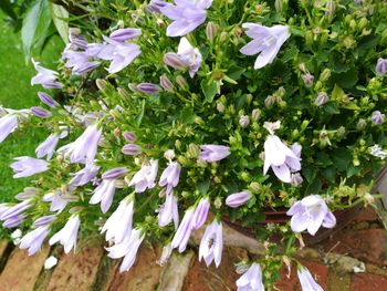 Close-up of purple flowers