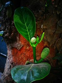 Close-up of fresh green plant