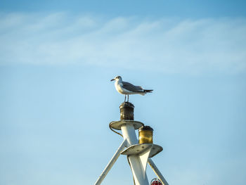 Low angle view of bird perching on pole against sky