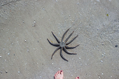 High angle view of starfish on beach