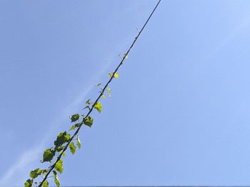 Low angle view of flowering plant against blue sky