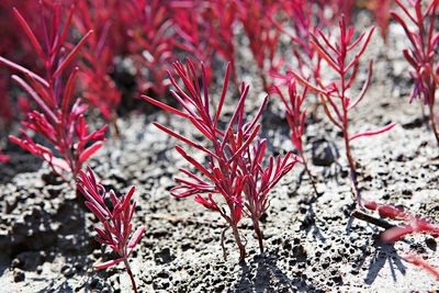 High angle view of red flowering plants on field