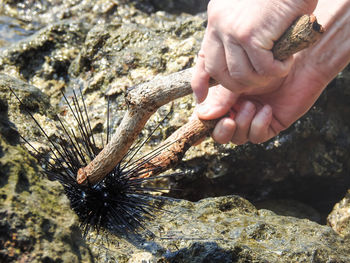 Close-up of hand holding crab on rock