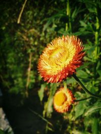 Close-up of flower against blurred background