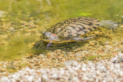 Red eared slider turtle trachemys scripta elegans resting on stones near water