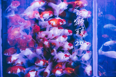 Close-up of fish swimming in aquarium