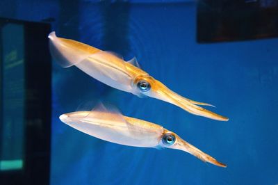 Close-up of fish swimming in aquarium