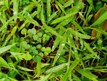 High angle view of wet plants growing on field
